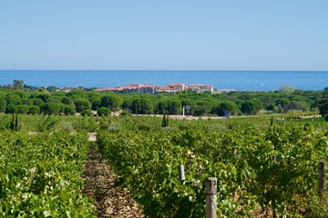 Fototapeta na wymiar wineyards in front of a marina