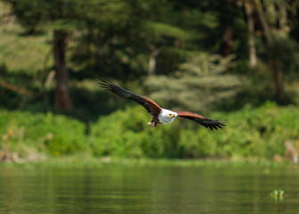 African Fish Eagle hunting 
