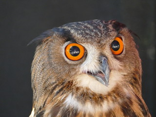 Uhu - Eagle owl Portrait