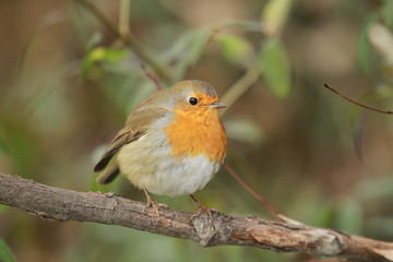 rougegorge familier de profil