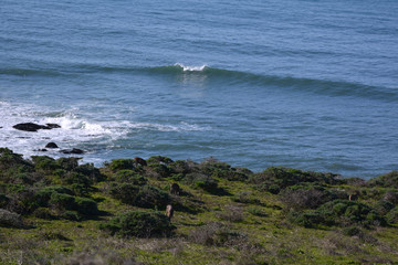 Deer Grazing by Sea