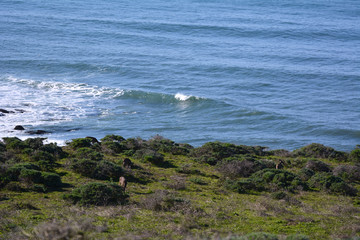 Deer Grazing by Sea