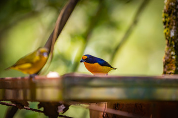 Purple-throated Euphonia (Euphonia chlorotica) AKA Fim Fim bird eating banana in Brazil's countryside