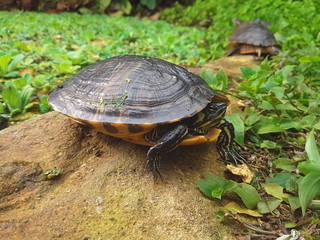 The turtle eats food with armor