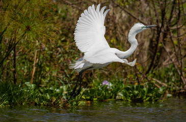 Great Egret