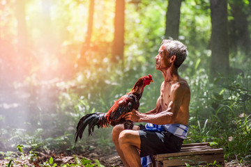 rooster fighting cock and uncle owner love animal gamecock in hand for fighting cock in countryside