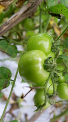fresh tomatoes on the plantation