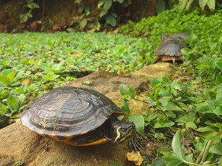 Fototapeta premium The turtle eats food with armor