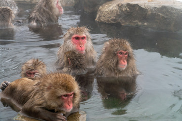 温泉でゆっくり休むニホンザル(snow monkey)