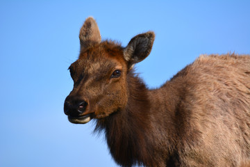 Elk Portrait