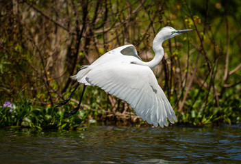 Great Egret in Flight