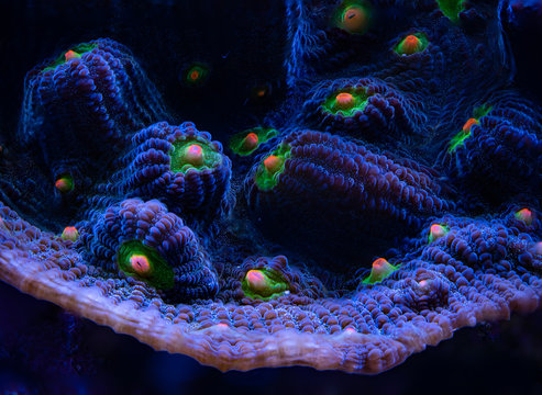 Macro photo of Mycedium coral in a home aquarium