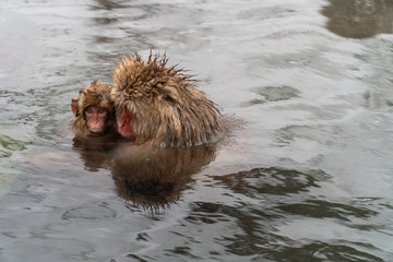 子ザルを抱きしめて温泉に入浴するニホンザル(snow monkey)