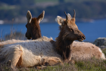 Resting Elk