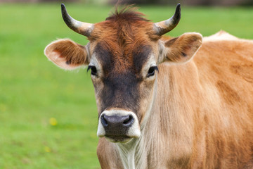 Healthy young Brown Swiss bull in a pasture