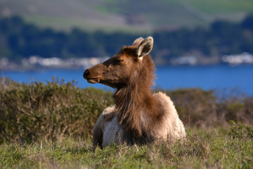 Resting Elk