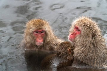 子ザルを抱きしめて温泉に入浴するニホンザル(snow monkey)