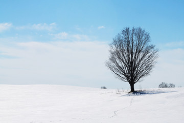 Winter Tree