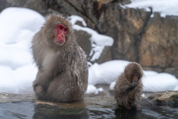 Fototapeta premium 地獄谷野猿公苑の冬のニホンザル(snow monkey)