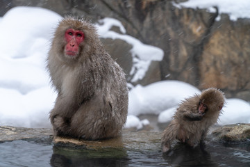 Fototapeta premium 地獄谷野猿公苑の冬のニホンザル(snow monkey)