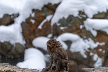 かわいい赤ちゃんの子ザル(snow monkey)