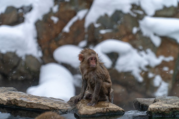 かわいい赤ちゃんの子ザル(snow monkey)