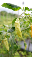fresh chillies on the plantation