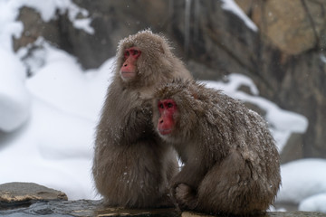仲間の毛づくろいを行うニホンザル(snow monkey)