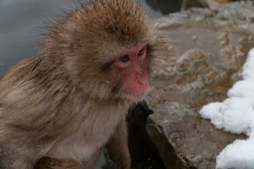 地獄谷野猿公苑の冬のニホンザル(snow monkey)