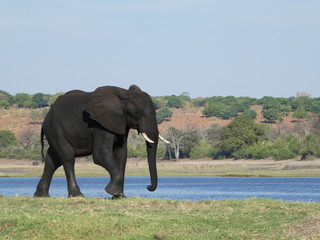 Elephant walking along river