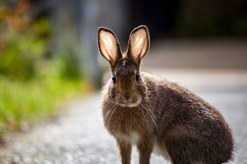 A wild rabbit with backlit ears staring forward in Olympic National Park, Washington State