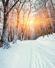 Fototapeta premium Silence on a winter road in the forest