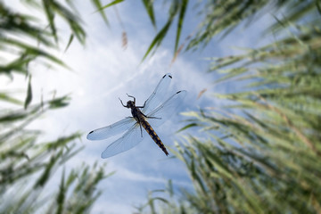 dragonfly seen from below as it flies through the vegetation