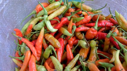 fresh chillies on the plantation
