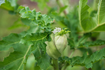 Blooming of dangerous toxic plant Heracleum. Also known as Cow Parsnip or Giant Hogweed. The sap of...