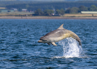 Naklejka premium dolphin jumping out of water