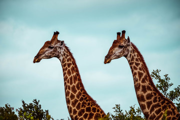 giraffe on white background