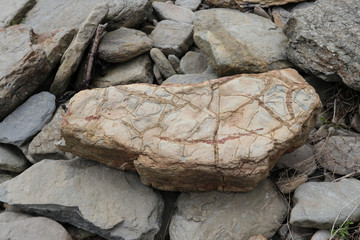 fossil on a rocky beach