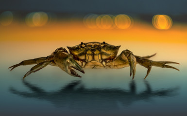 Close up of a crab, macrophotography of a crustacean with claws, mouth and eyes in evidence