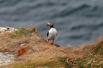 puffin on a rock