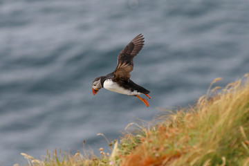 puffin in flight