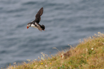 puffin in flight