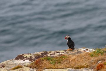 puffin on edge of cliff 
