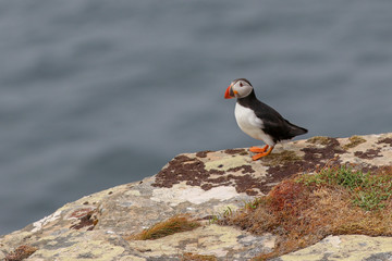puffin on a rock
