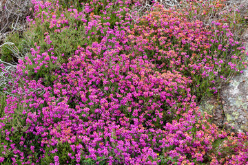 field of pink flowers