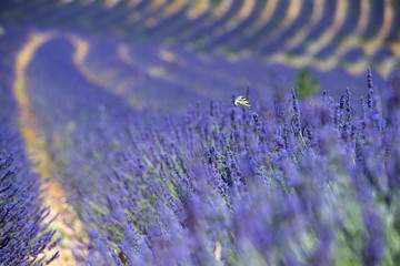 Fototapeta premium Lavender 22