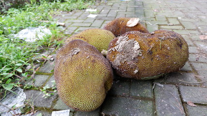 jackfruit which is ready to be processed into food