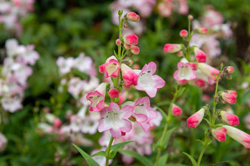 pink flowers in garden