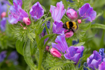 bee on flower
