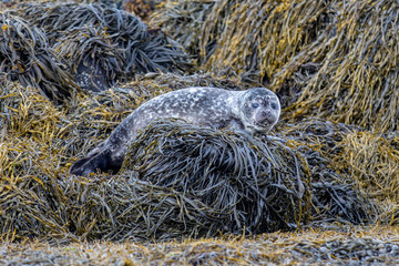 seal in the wild